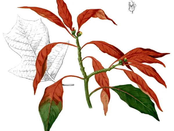 Foto von Adventsstern (Euphorbia pulcherrima).