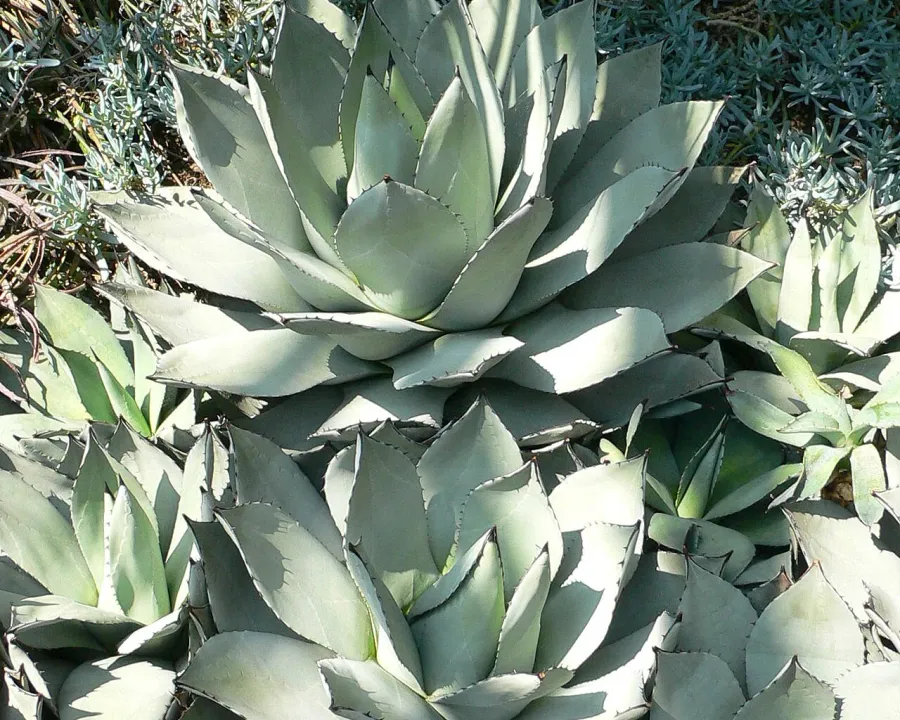 Foto von Agave (Agave parryi).