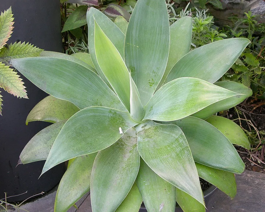 Foto von Agave (Agave attenuata).