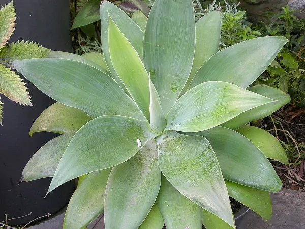Foto von Agave (Agave attenuata).