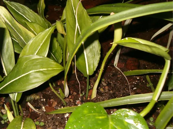 Foto von Aglaonema (Aglaonema costatum).