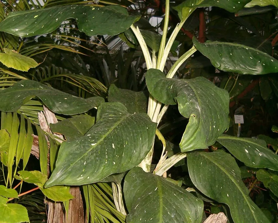 Foto von Aglaonema (Aglaonema nitidum).