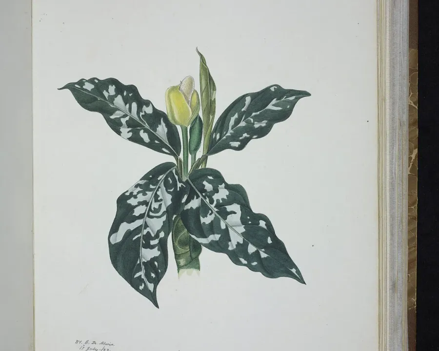 Foto von Aglaonema (Aglaonema pictum).