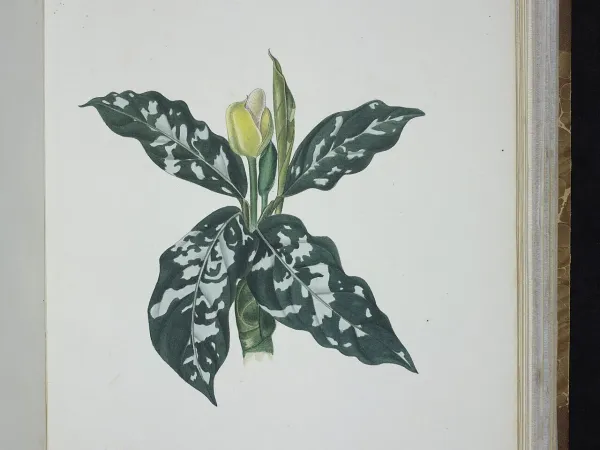 Foto von Aglaonema (Aglaonema pictum).