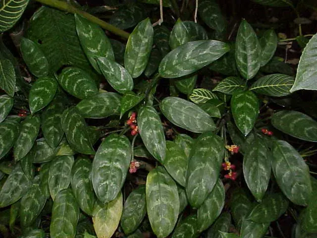 Foto von Aglaonema (Aglaonema commutatum).