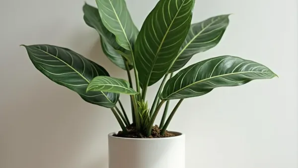 Alocasia pflegen: Ruhephase, Licht und Luftfeuchte