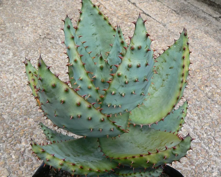 Foto von Aloe (Aloe marlothii).
