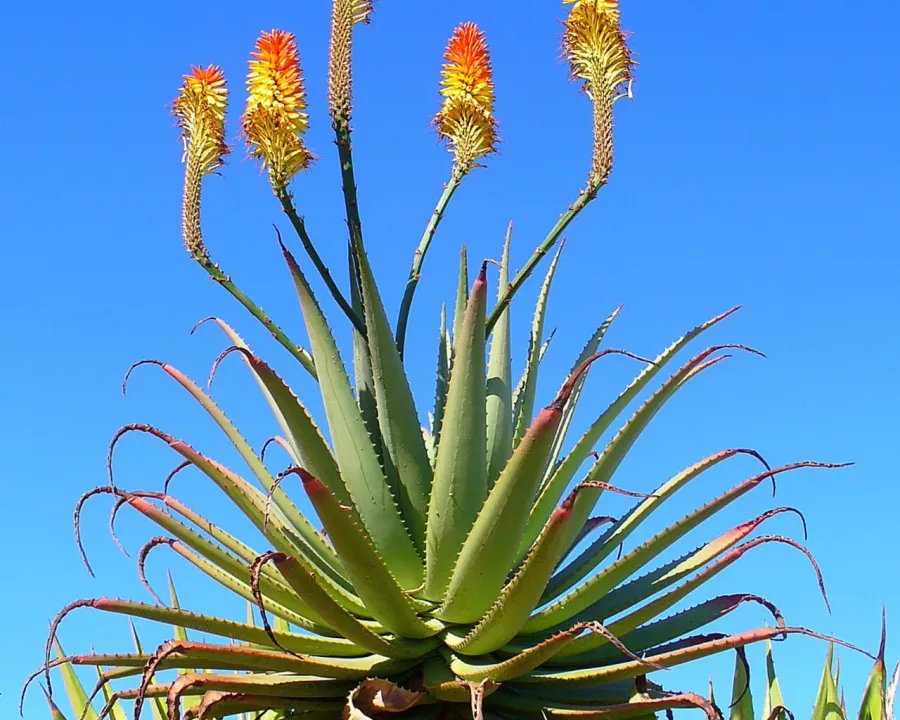 Foto von Aloe (Aloe arborescens).