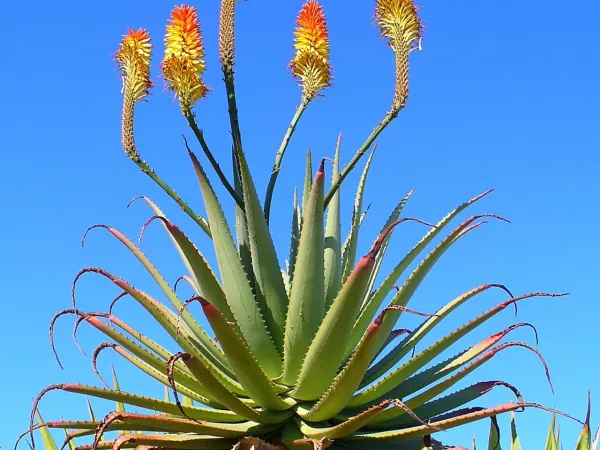 Foto von Aloe (Aloe arborescens).