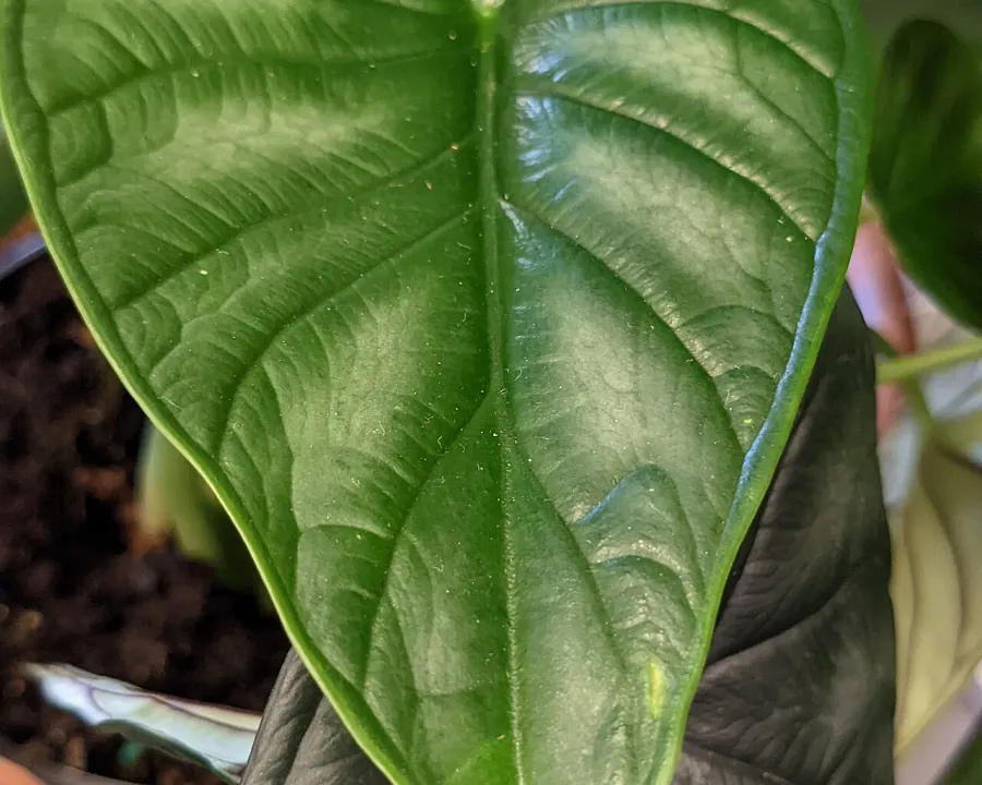 Foto von Alokasie (Alocasia baginda).