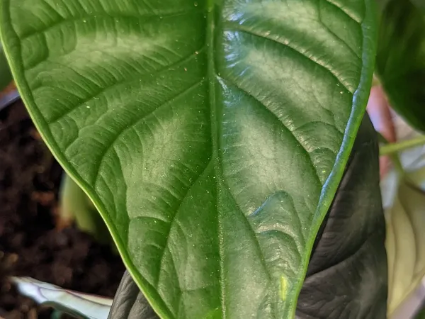Foto von Alokasie (Alocasia baginda).