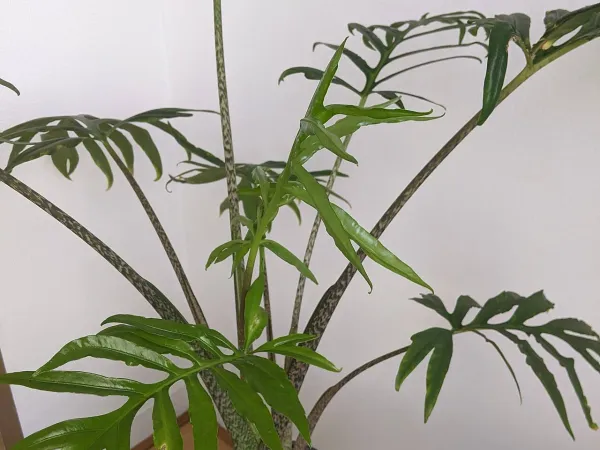 Foto von Alokasie (Alocasia brancifolia).