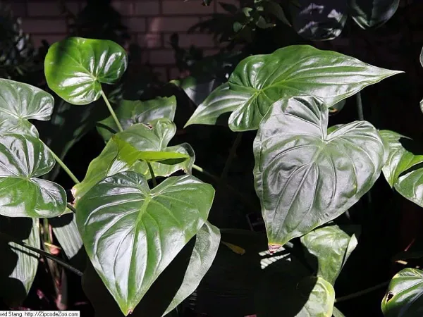 Foto von Alokasie (Alocasia cucullata).