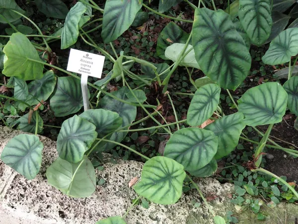 Foto von Alokasie (Alocasia cuprea).