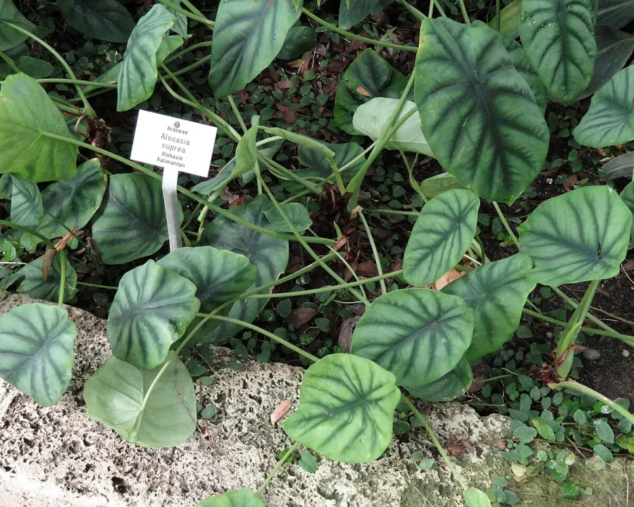 Foto von Alokasie (Alocasia cuprea).