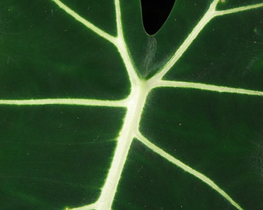 Foto von Alokasie (Alocasia micholitziana).