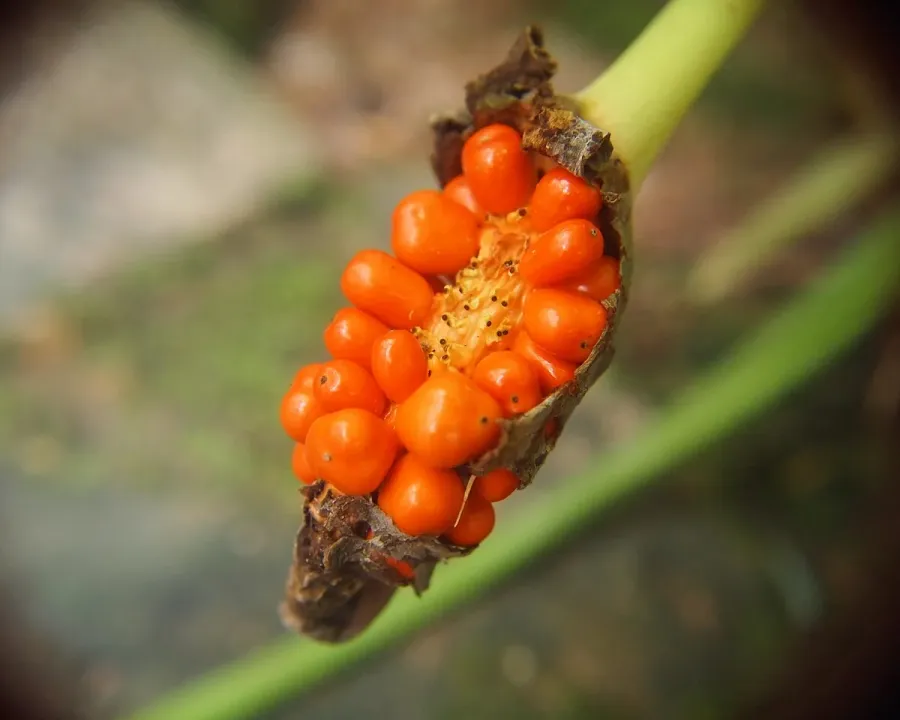 Foto von Alokasie (Alocasia longiloba).
