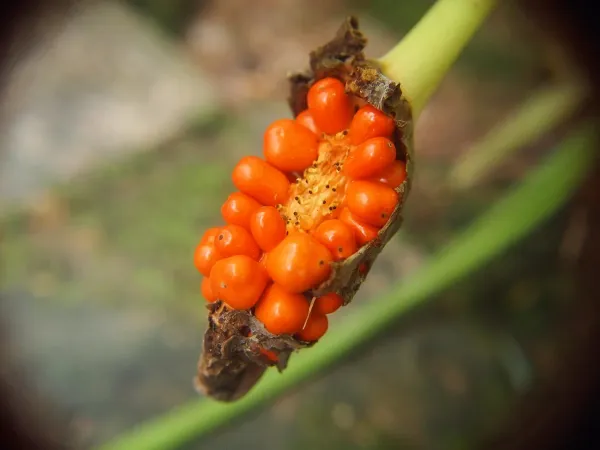 Foto von Alokasie (Alocasia longiloba).