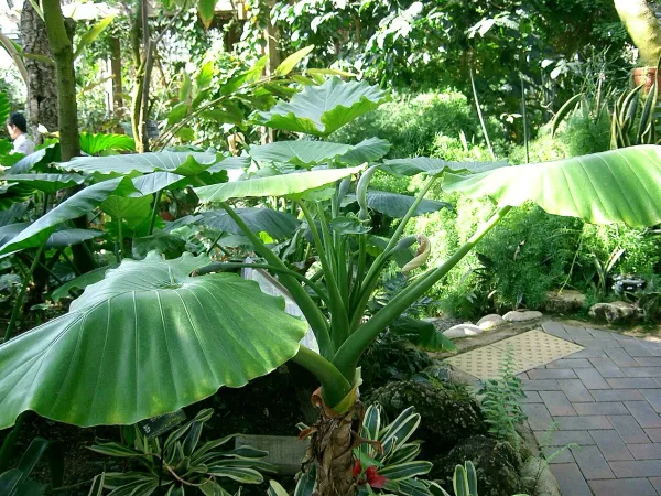 Foto von Alokasie (Alocasia odora).