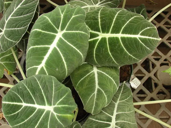 Foto von Alokasie (Alocasia reginula).