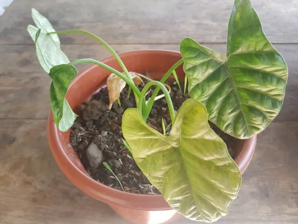 Foto von Alokasie (Alocasia sinuata).