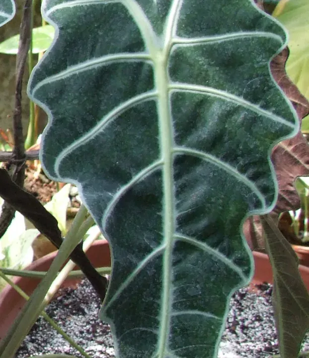 Foto von Alokasie (Alocasia amazonica).