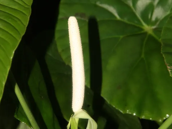 Foto von Anthurie (Anthurium veitchii).