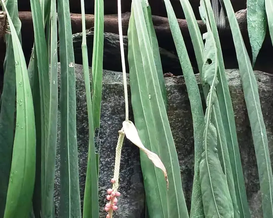 Foto von Anthurie (Anthurium vittarifolium).