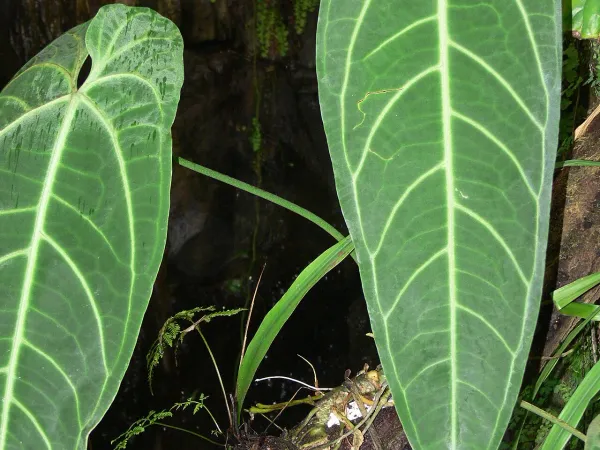 Foto von Anthurie (Anthurium warocqueanum).