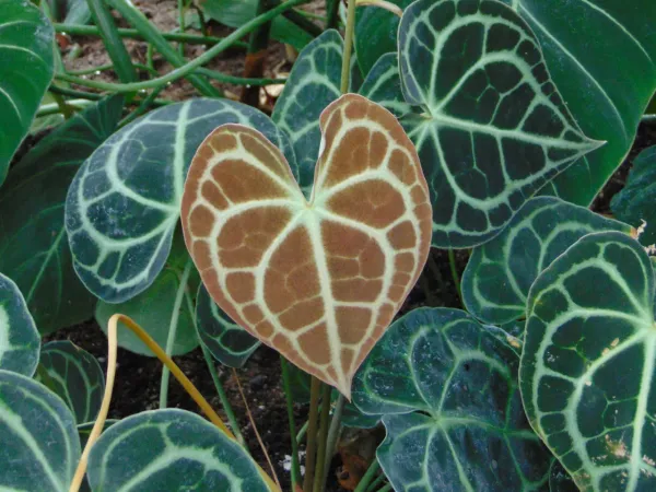 Foto von Anthurie (Anthurium clarinervium).
