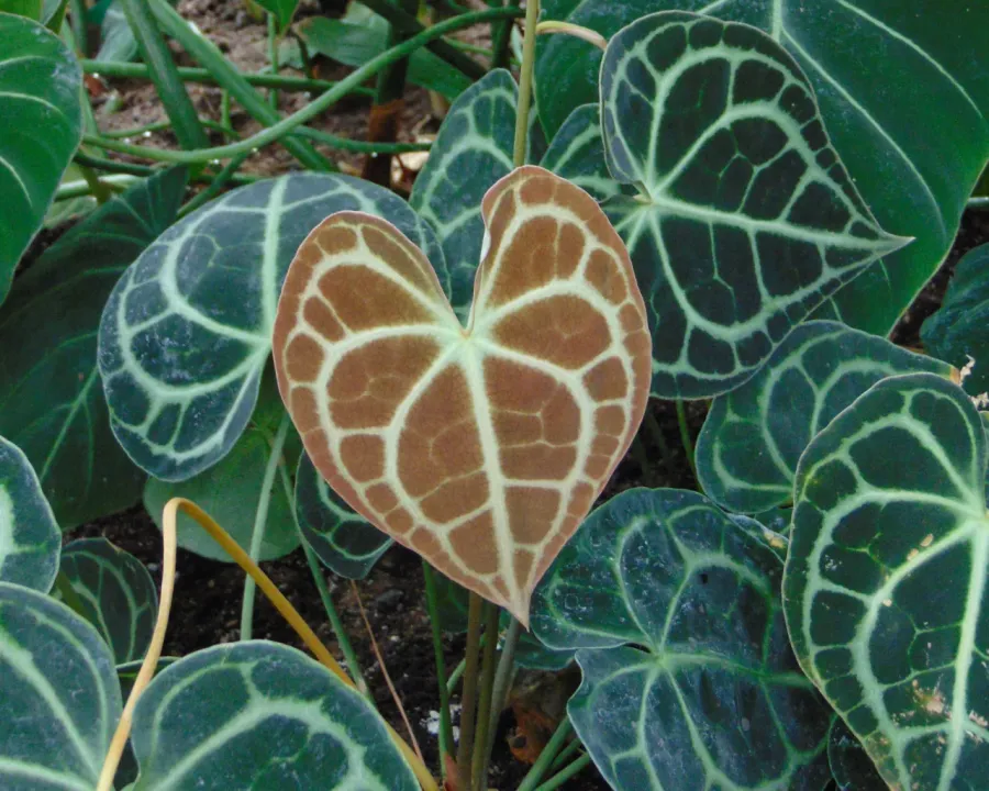 Foto von Anthurie (Anthurium clarinervium).