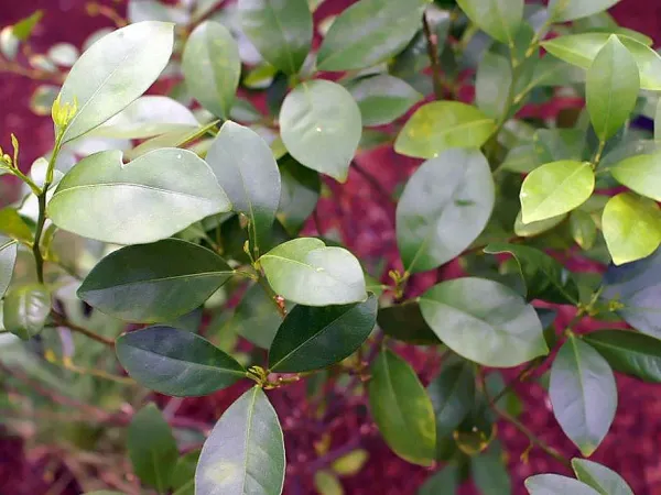 Foto von Apfelsine (Citrus mitis).