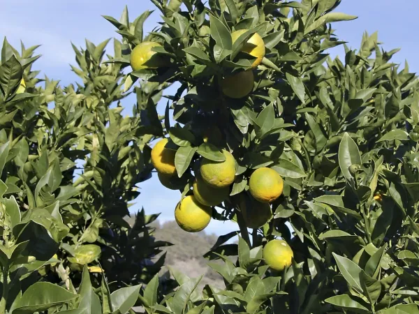 Foto von Apfelsine (Citrus sinensis).