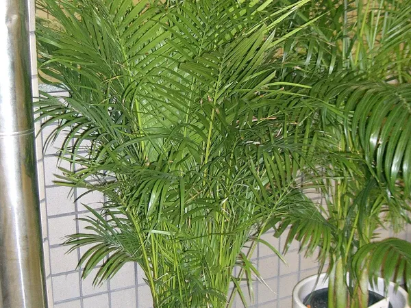 Foto von Arecapalme (Dypsis lutescens).