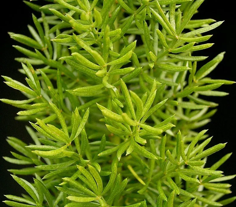 Foto von Asparagus (Asparagus densiflorus).