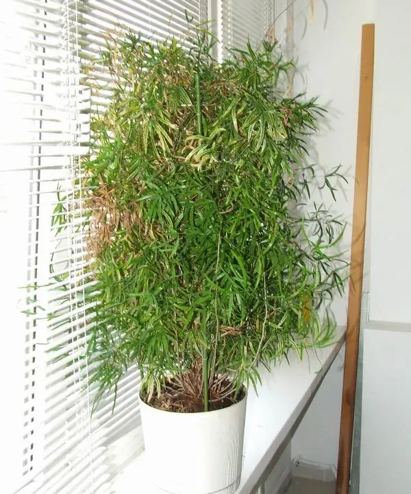 Foto von Asparagus (Asparagus falcatus).