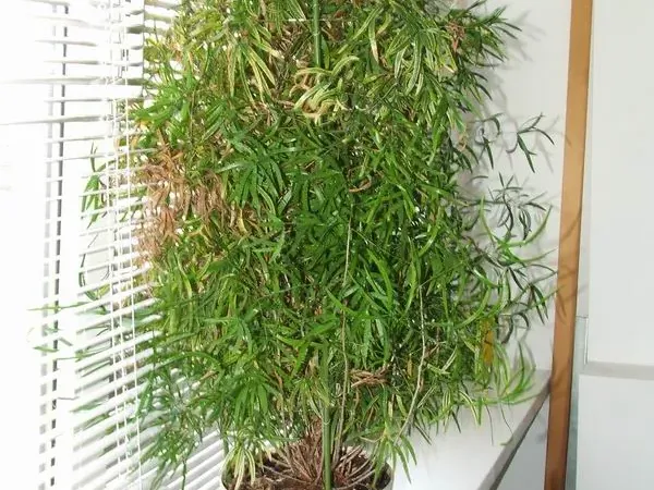 Foto von Asparagus (Asparagus falcatus).