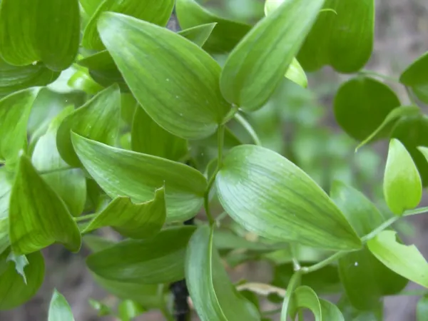 Foto von Asparagus (Asparagus asparagoides).