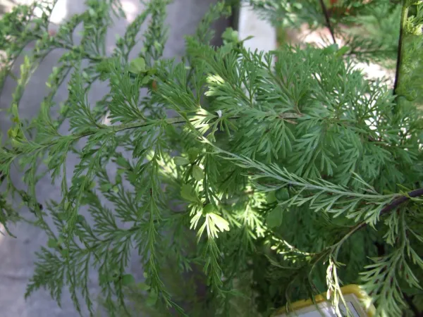 Foto von Asplenium (Asplenium daucifolium).