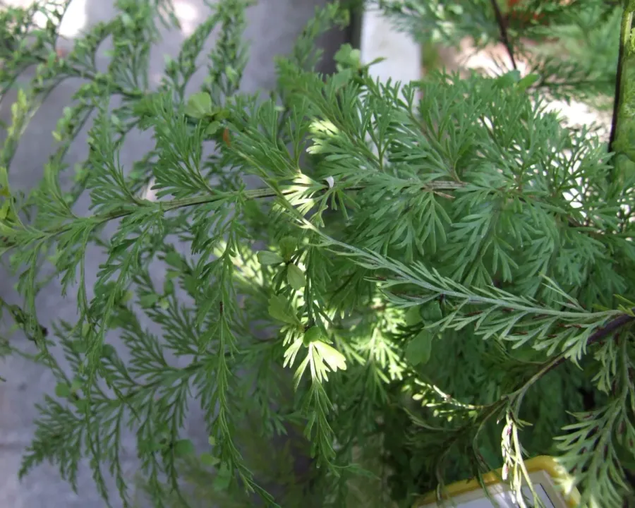 Foto von Asplenium (Asplenium daucifolium).