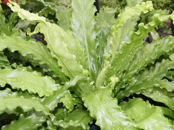 Foto von Asplenium (Asplenium nidus).