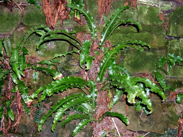 Foto von Asplenium (Asplenium scolopendrium).