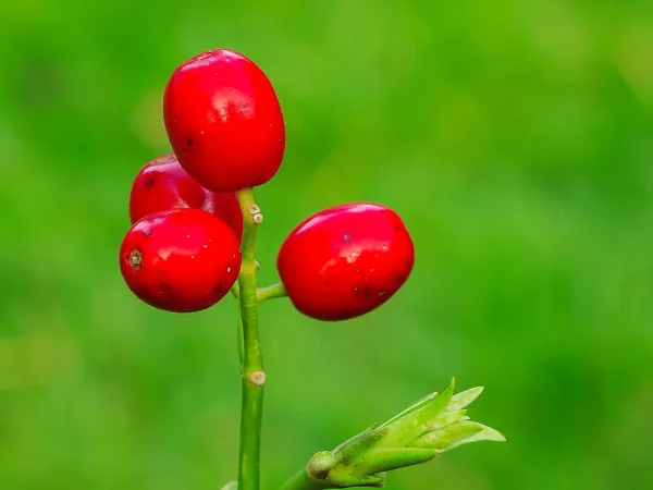 Foto von Aukube (Aucuba japonica).