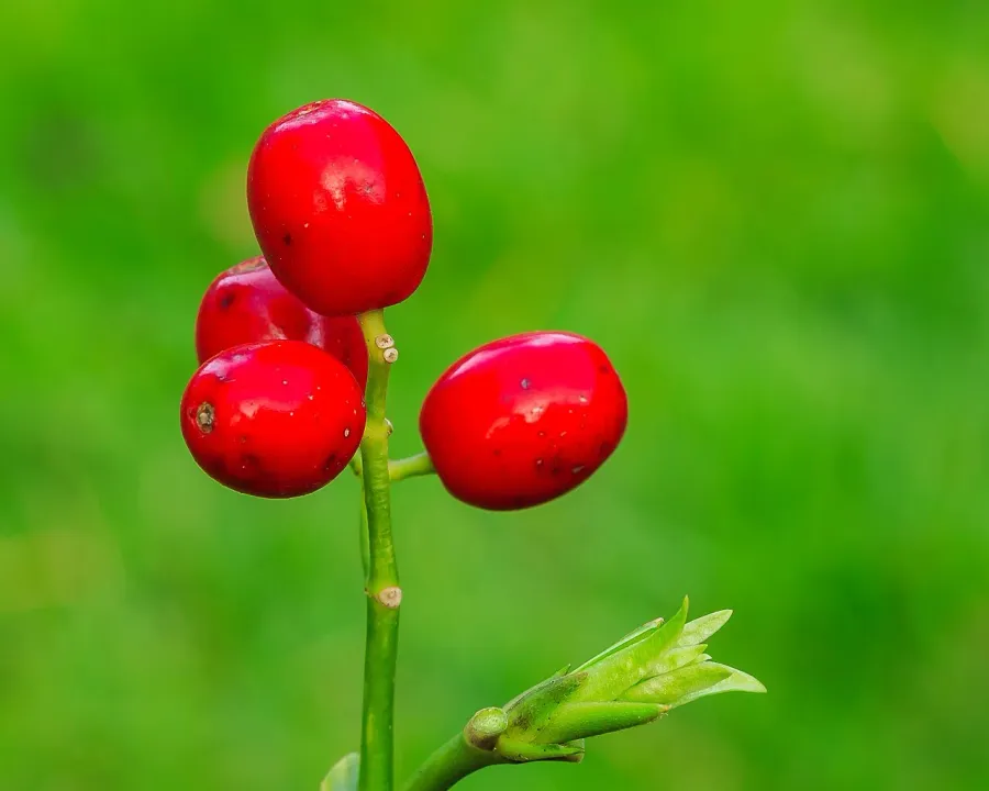 Foto von Aukube (Aucuba japonica).