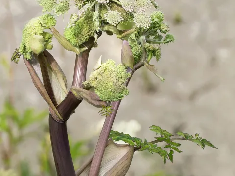 Foto oder Aufnahme zum Pflanzenproblem: Ausbleibende Blüte.