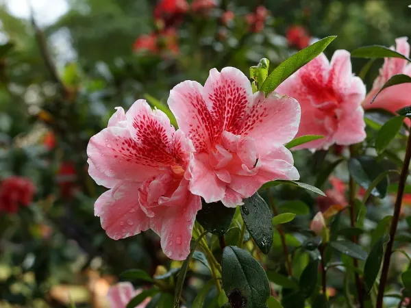 Foto von Azalee (Rhododendron simsii).