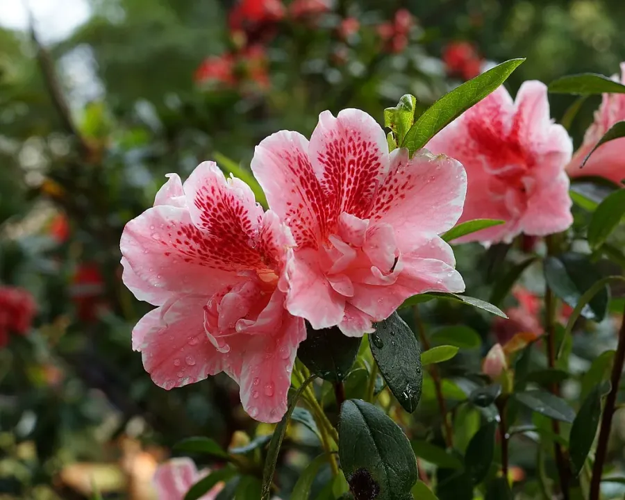 Foto von Azalee (Rhododendron simsii).