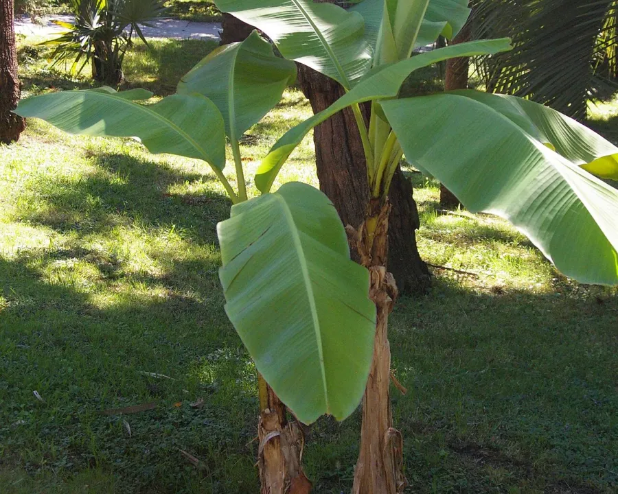 Foto von Bananenstaude (Musa basjoo).