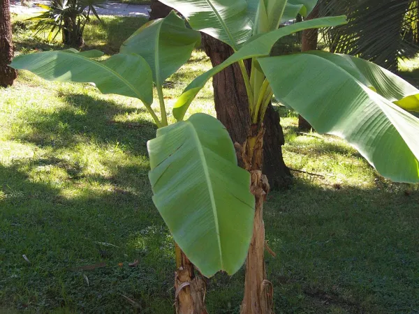 Foto von Bananenstaude (Musa basjoo).