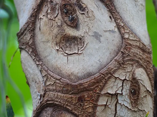 Foto von Baumfreund (Philodendron bipinnatifidum).